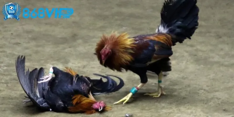 Đá Gà Cựa Sắt 868VIP Mang Đến Trải Nghiệm Mãn Nhãn