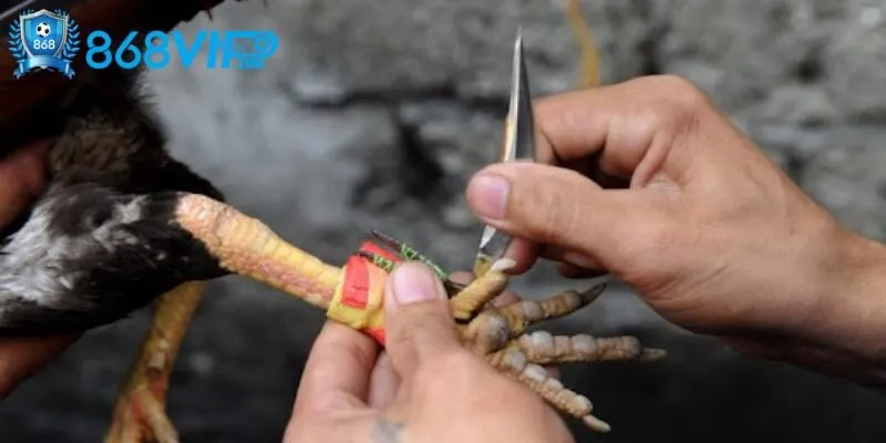 Đặc trưng tạo nên nét riêng của hình thức đá gà trực tiếp cựa sắt 