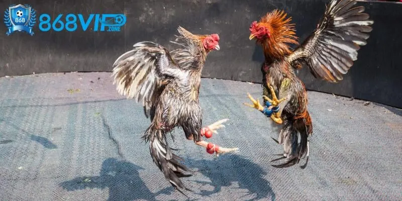 Kỹ thuật phòng thủ áp dụng trong loại hình đá gà